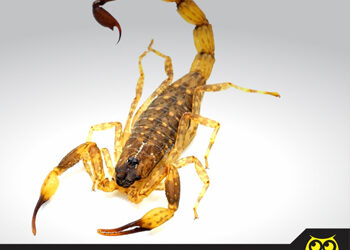 10 mitos e verdades sobre o escorpião