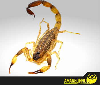 10 mitos e verdades sobre o escorpião