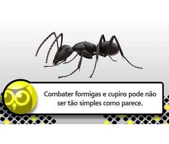 Combater formigas e cupins pode não ser tão simples como parece.